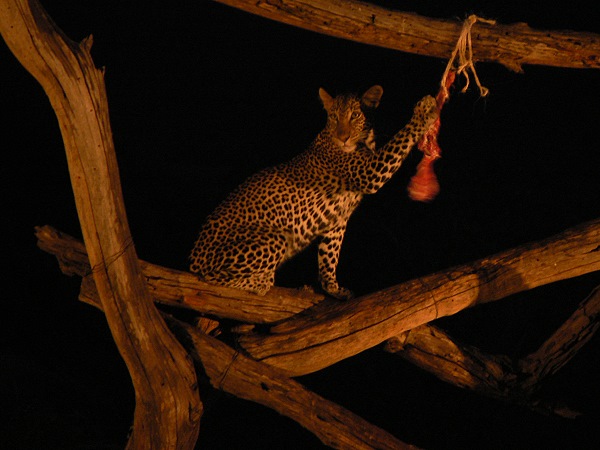 Leopard bei Nacht