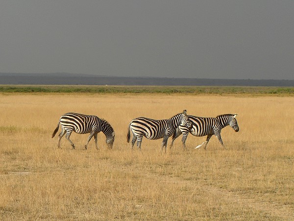 Zebras im Amboseli