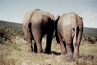 Elefanten Jungtiere